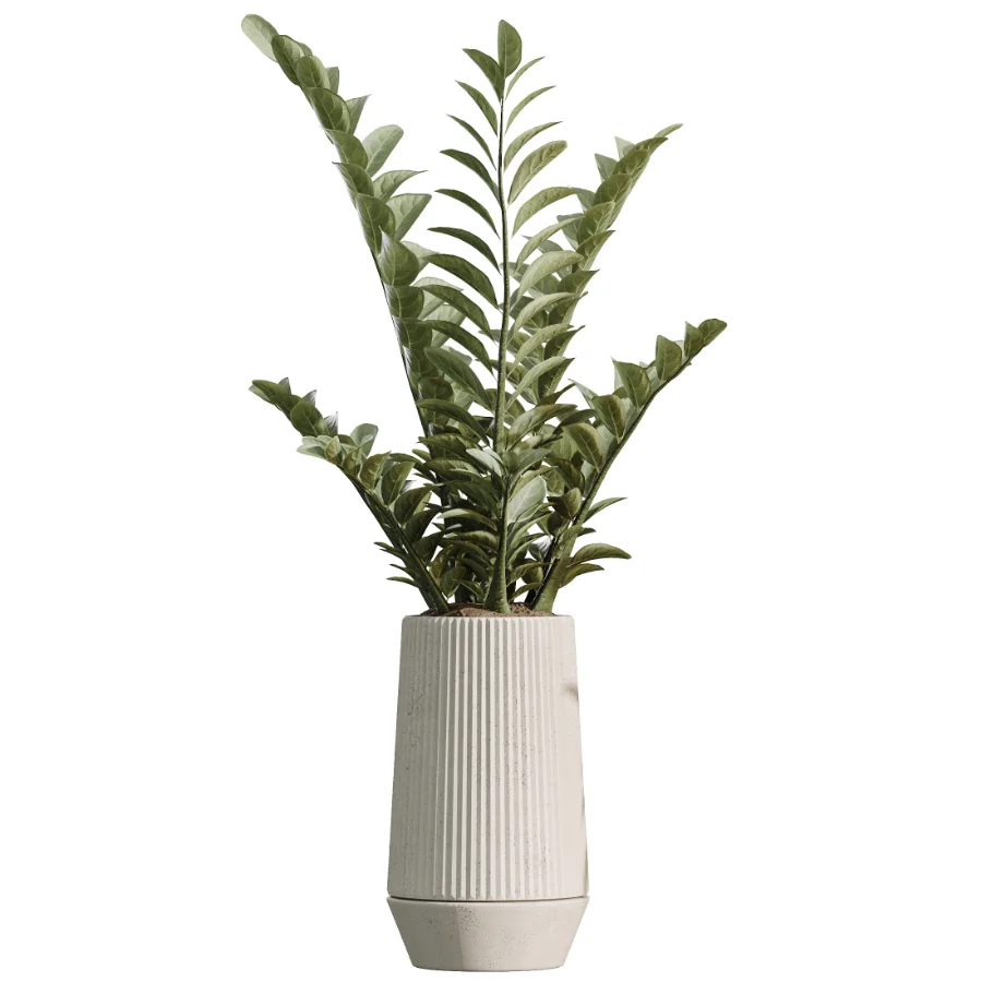 AV Indoor Plants Set 498 Cat Reed Palm Ficus Olive Zamioculcas Image 2