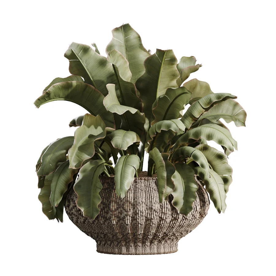AV Indoor Plants Set 474 Areca Palm and Chemlali Olive and Ravenala Banana and Dracaena Lime Cane and Ficus Cyathistipula Image 5