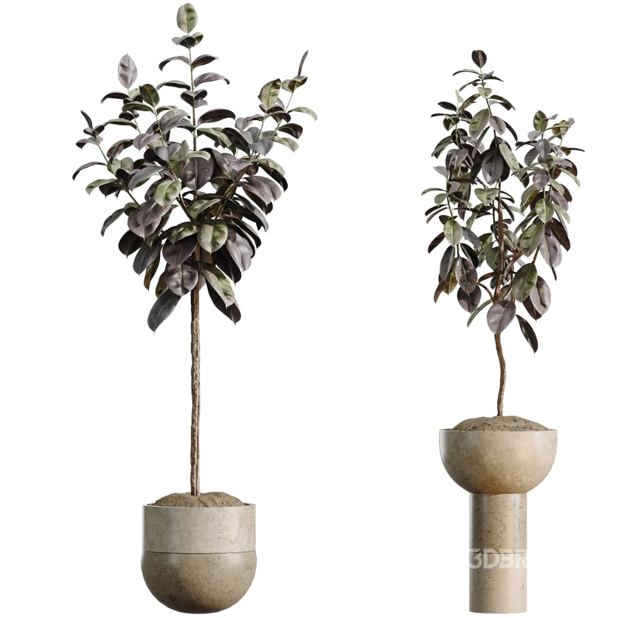 AV Indoor Plants Set 486 Rubber Ficus Elastica Abidjan Melany Image 5