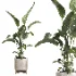 indoor plant 072 - Thumbnail 2