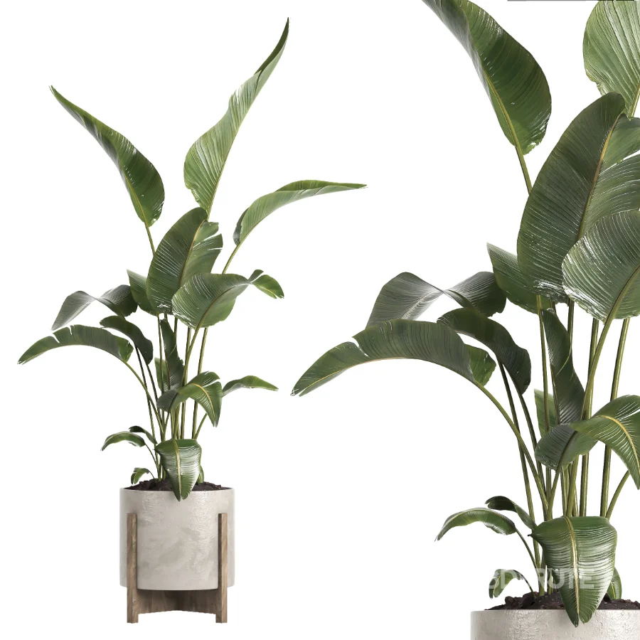indoor plant 072 Image 2