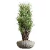 AV Indoor Plants Set 472 Yucca Elephantipes and Chemlali Olive and Cunjevoi Alocasia and Schefflera Arboricola and Ficus macrocarpa - Thumbnail 5