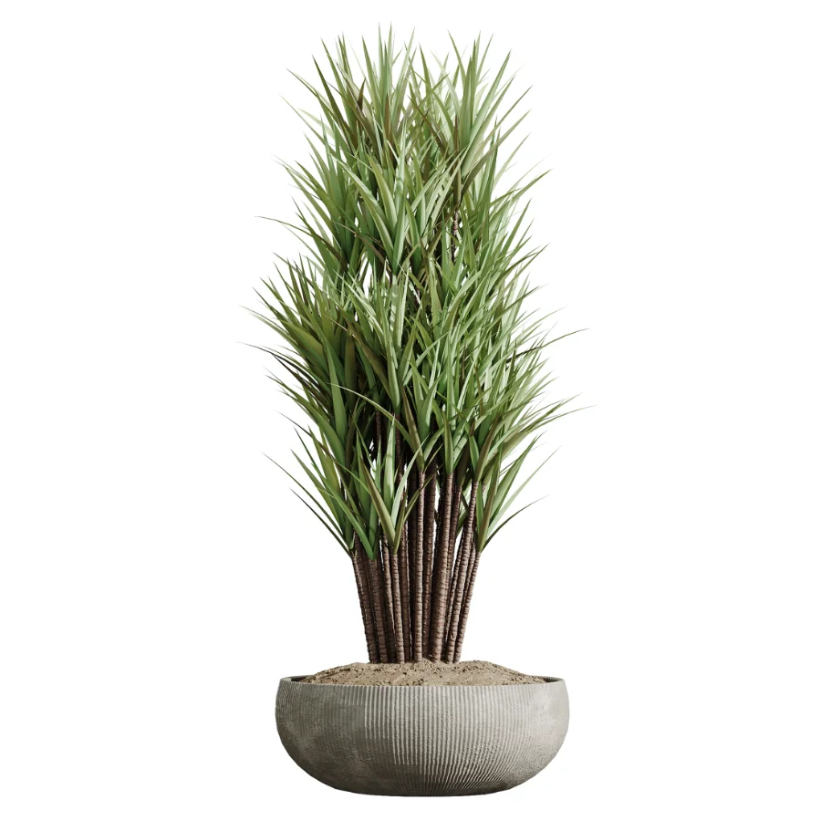 AV Indoor Plants Set 472 Yucca Elephantipes and Chemlali Olive and Cunjevoi Alocasia and Schefflera Arboricola and Ficus macrocarpa Image 5