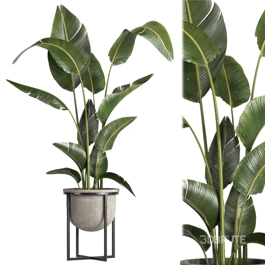 indoor plant 078 Image 2