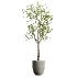 AV Indoor Plants Set 478 Ficus Cane Dragon Bonsai Coconut Palm - Thumbnail 4