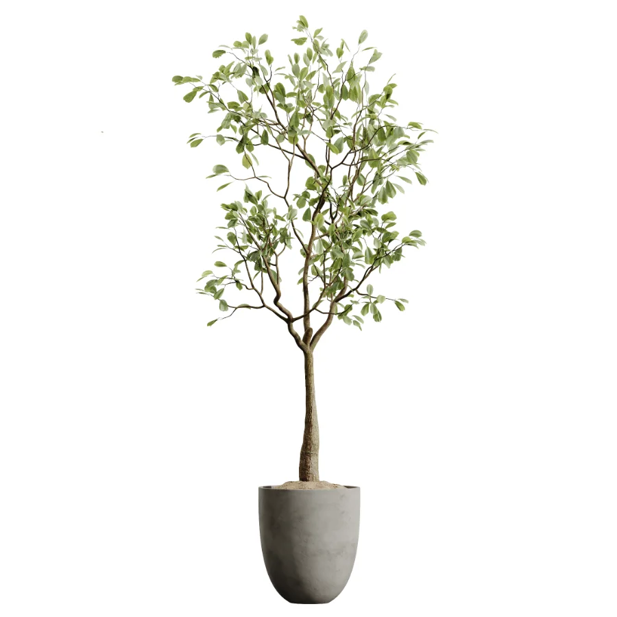 AV Indoor Plants Set 478 Ficus Cane Dragon Bonsai Coconut Palm Image 4
