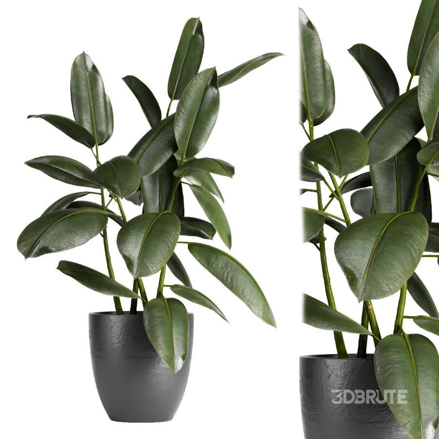 indoor plant 079 Image 2