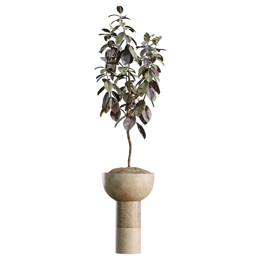 AV Indoor Plants Set 486 Rubber Ficus Elastica Abidjan Melany Image 1