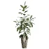 AV Indoor Plants Set 475 Spathiphyllum Wallisi and Chemlali Olive and Dracaena Cane Dragon and Ficus Cyathistipula and Areca Palm - Thumbnail 3