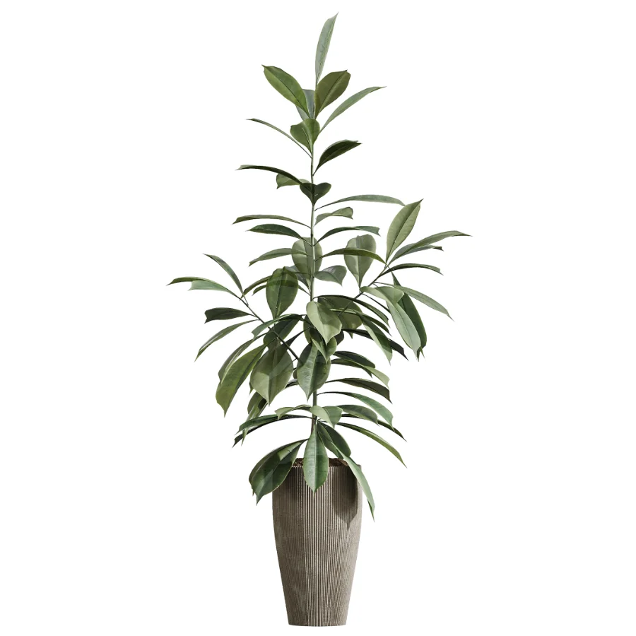 AV Indoor Plants Set 475 Spathiphyllum Wallisi and Chemlali Olive and Dracaena Cane Dragon and Ficus Cyathistipula and Areca Palm Image 3