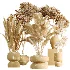 AV Indoor Plants Set 473 Spineless Yucca and Calathea Lutea and Snake Sansevieria and Olive Indoor Tree - Thumbnail 9