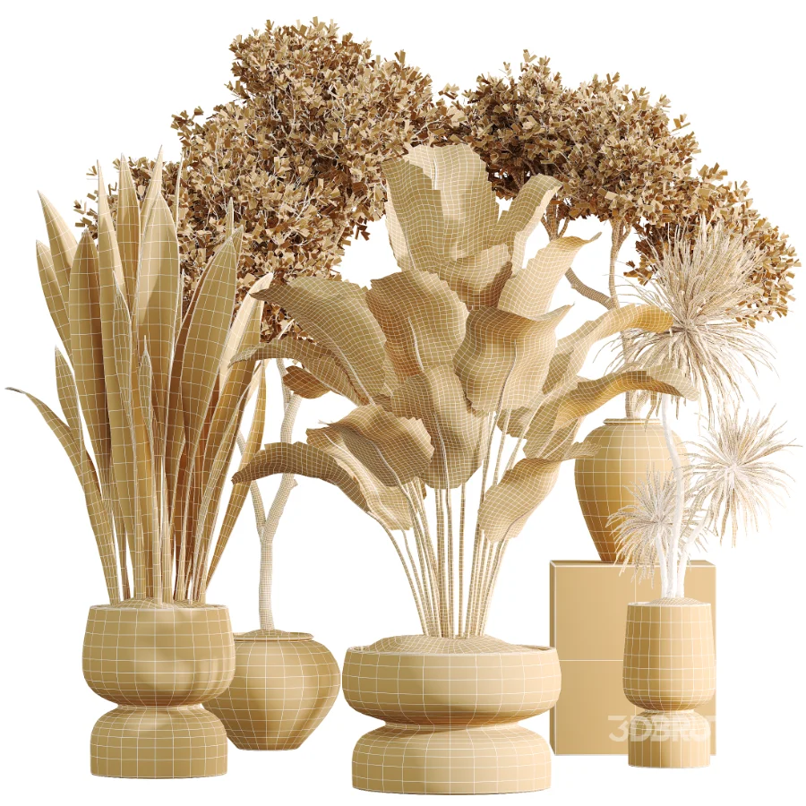 AV Indoor Plants Set 473 Spineless Yucca and Calathea Lutea and Snake Sansevieria and Olive Indoor Tree Image 9