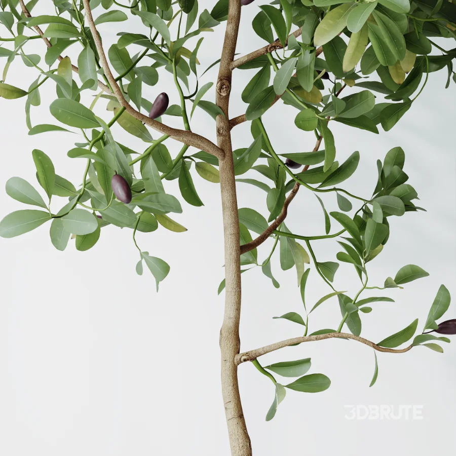 AV Indoor Plants Set 524 Pachira Ficus Dracaena Cactus Image 5