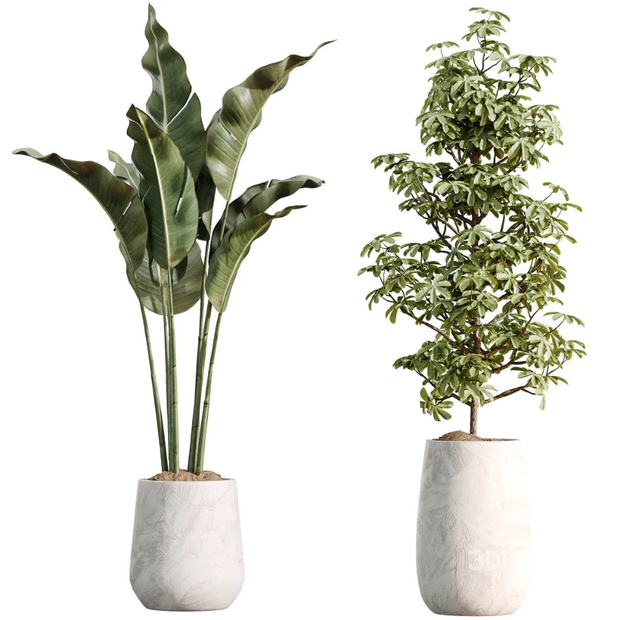 AV Indoor Plants Set 485 Ficus Elastica and Olive Eucalyptus and Yucca Elephantipes and Schefflera Arboricola and Bird Of ParadiseBird Image 8