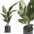 indoor plant 068 - Thumbnail 1