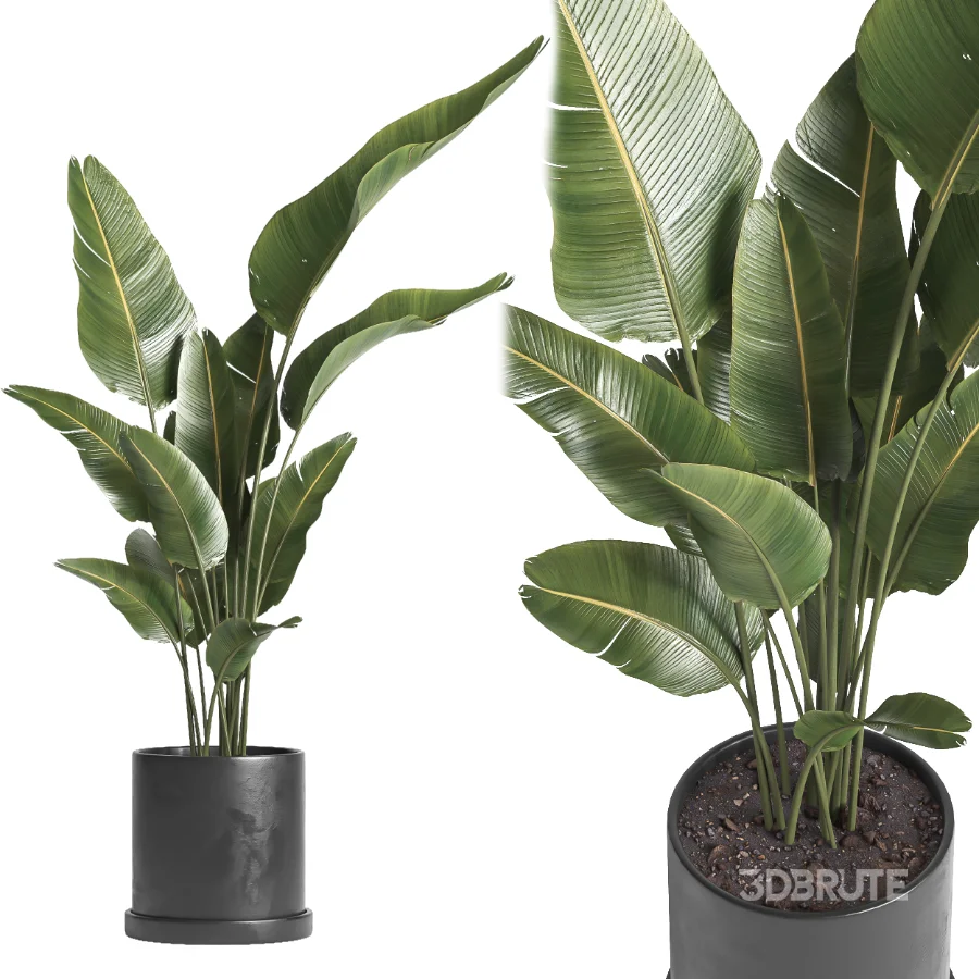 indoor plant 068 Image 1