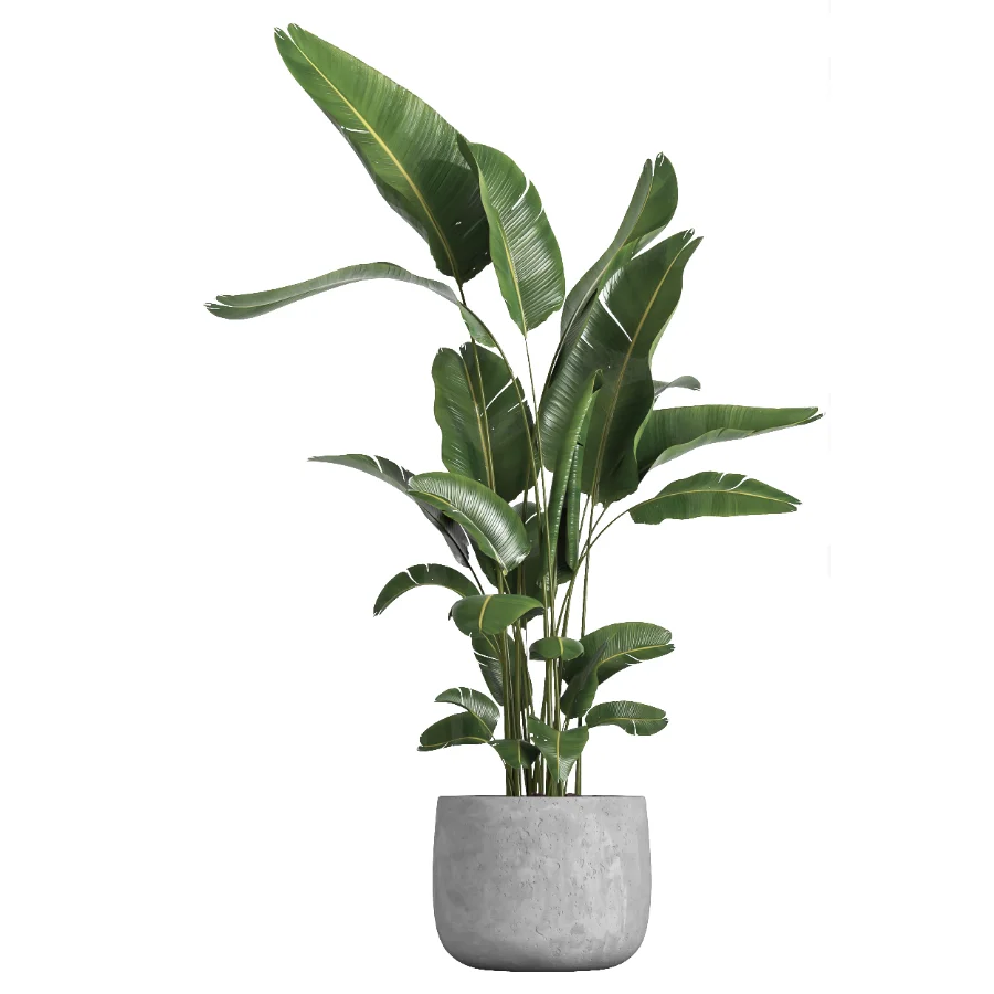 indoor plant 057 Image 1