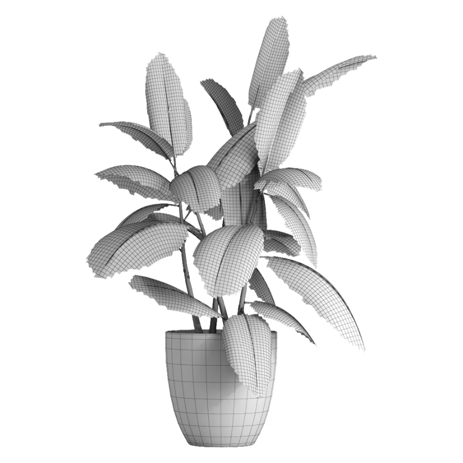 indoor plant 079 Image 4