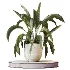 AV Indoor Plants Set 477 Elegant Monstera and Peace Lily and Chemlali Olive and Euphorbia Drupifera and Cat Reed Palm - Thumbnail 2
