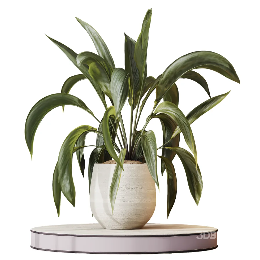 AV Indoor Plants Set 477 Elegant Monstera and Peace Lily and Chemlali Olive and Euphorbia Drupifera and Cat Reed Palm Image 2