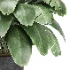 Strelitzia nicolai plant - Thumbnail 6