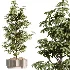 ntal plant species to create a balanced composition suitable for modern interiors, outdoor environments, and high-end architectural scenes. - Thumbnail 7