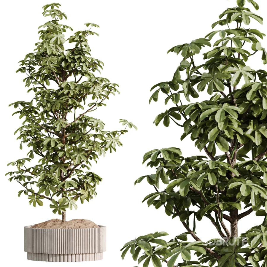 ntal plant species to create a balanced composition suitable for modern interiors, outdoor environments, and high-end architectural scenes. Image 7