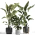 indoor plant 043 - Thumbnail 5