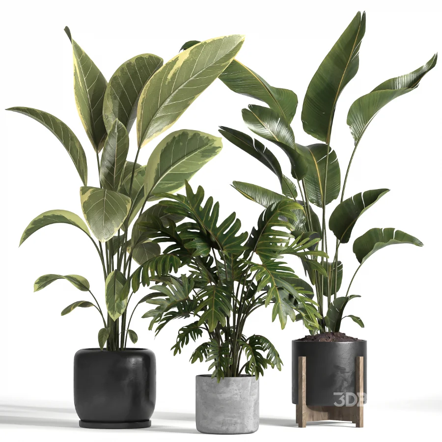 indoor plant 043 Image 5