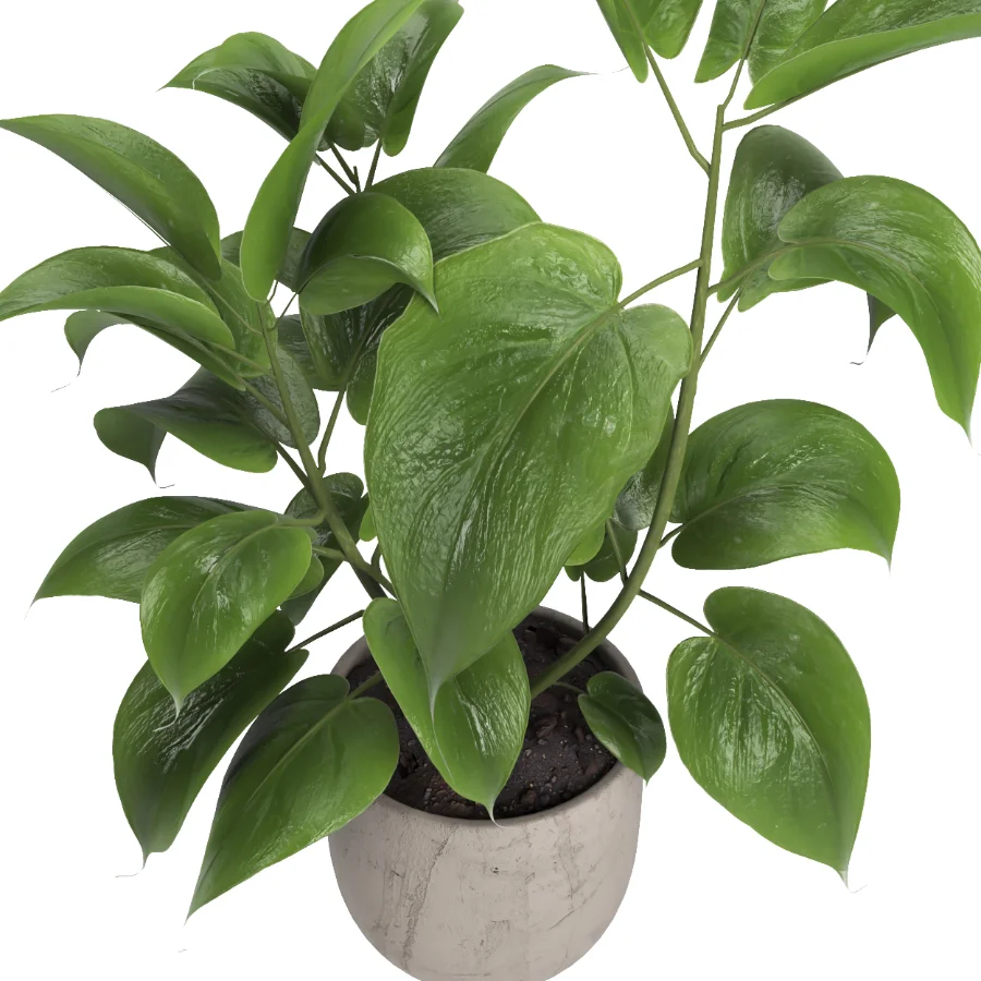 indoor plant 052 Image 3