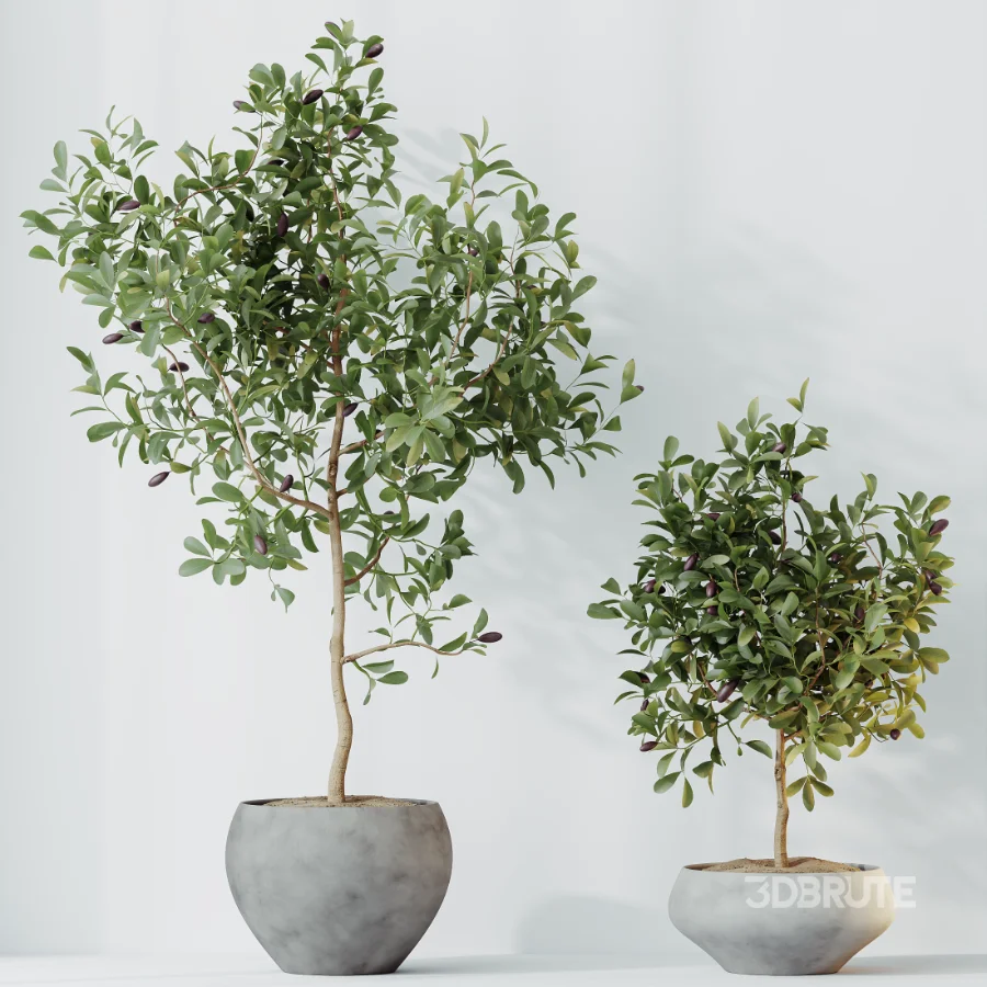 AV Indoor Plants Set 524 Pachira Ficus Dracaena Cactus Image 7