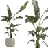 indoor plant 073 - Thumbnail 1