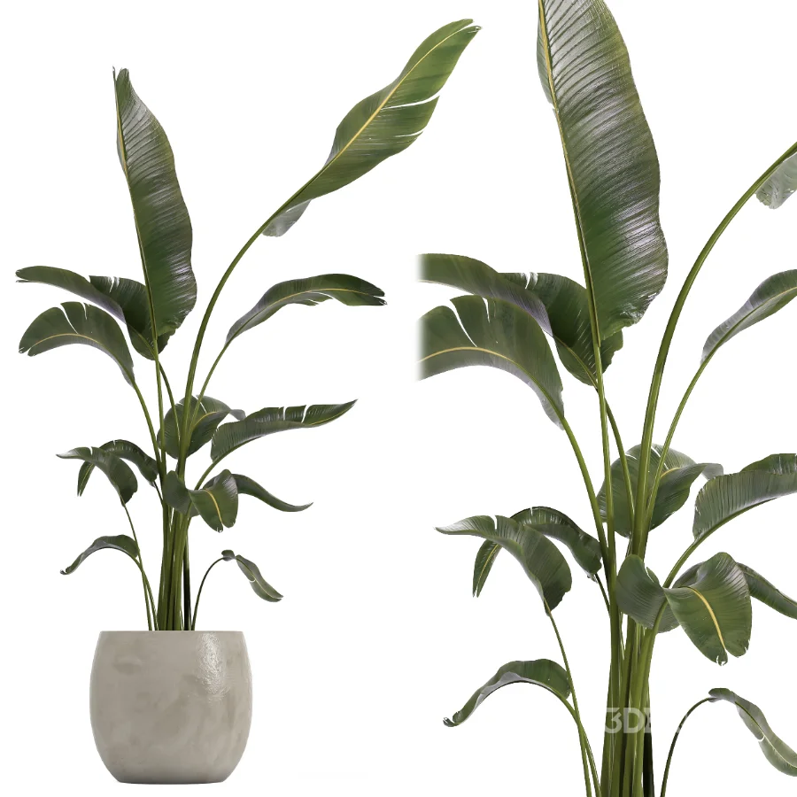 indoor plant 073 Image 1