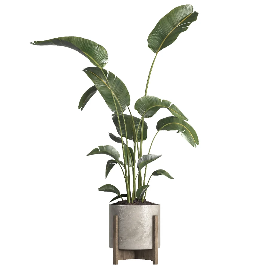 indoor plant 076 Image 1