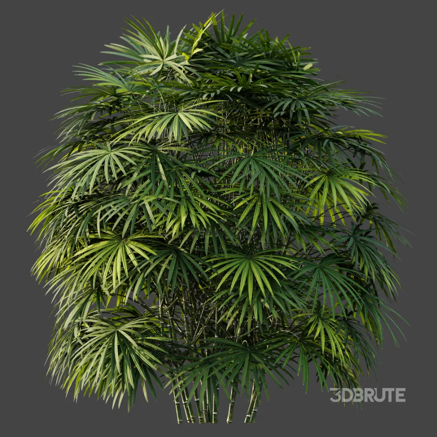 AV Plant Rhapis Excelsa Palm Bush 01 Image 6