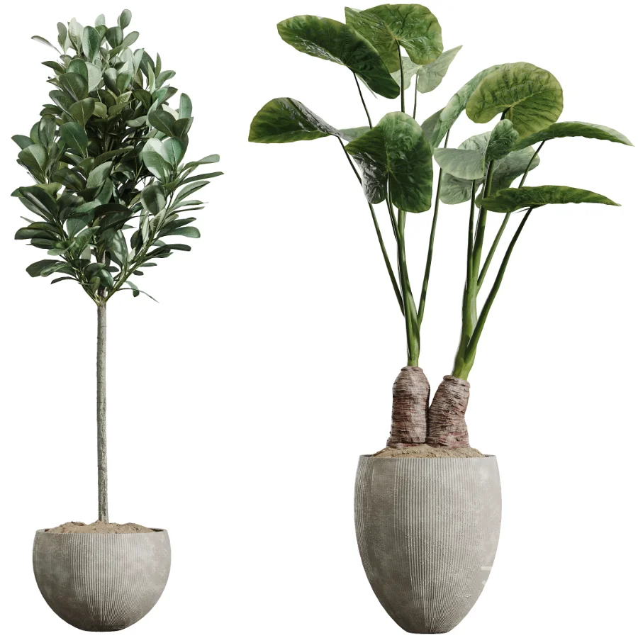 AV Indoor Plants Set 472 Yucca Elephantipes and Chemlali Olive and Cunjevoi Alocasia and Schefflera Arboricola and Ficus macrocarpa Image 7