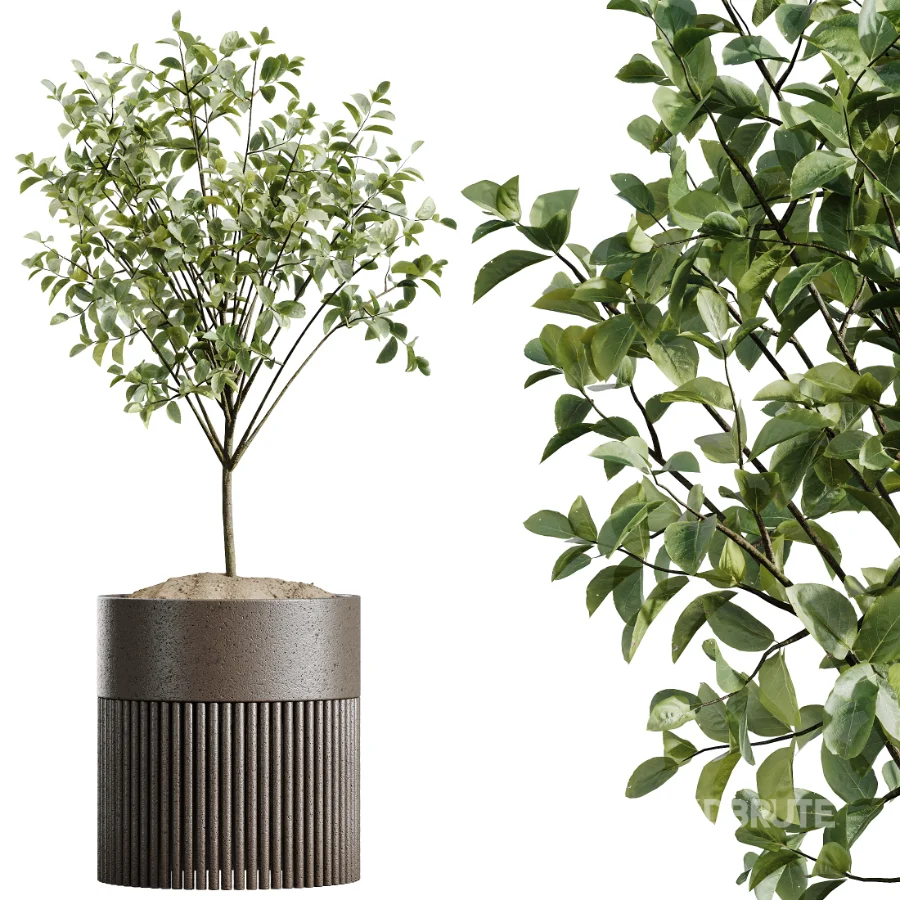 AV Indoor Plants Set 488 Olive Eucalyptus and Lady Palm and Giant Monstera and Orange Calamondin Tree Image 5
