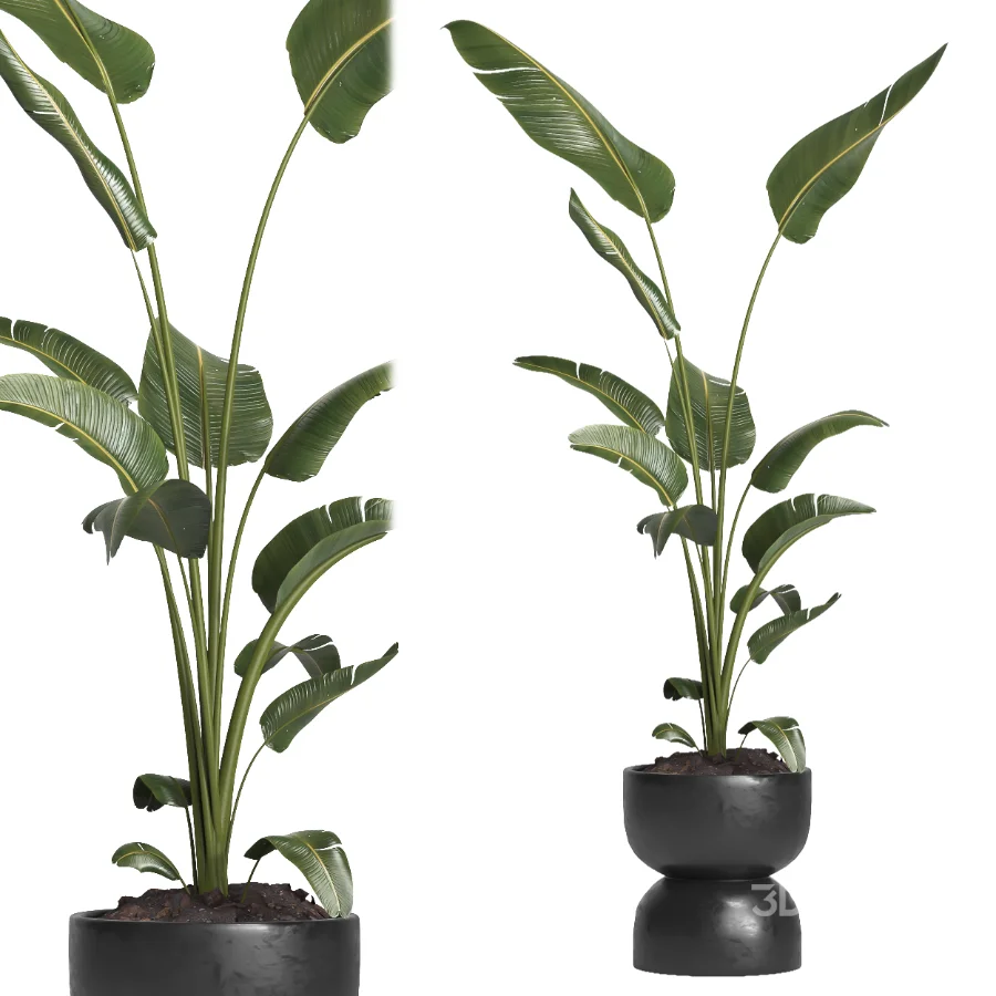 indoor plant 066 Image 3