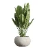 AV Indoor Plants Set 484 Areca Palm and Olive Eucalyptus and Dracaena Warnecki and Ficus Elastica - Thumbnail 4
