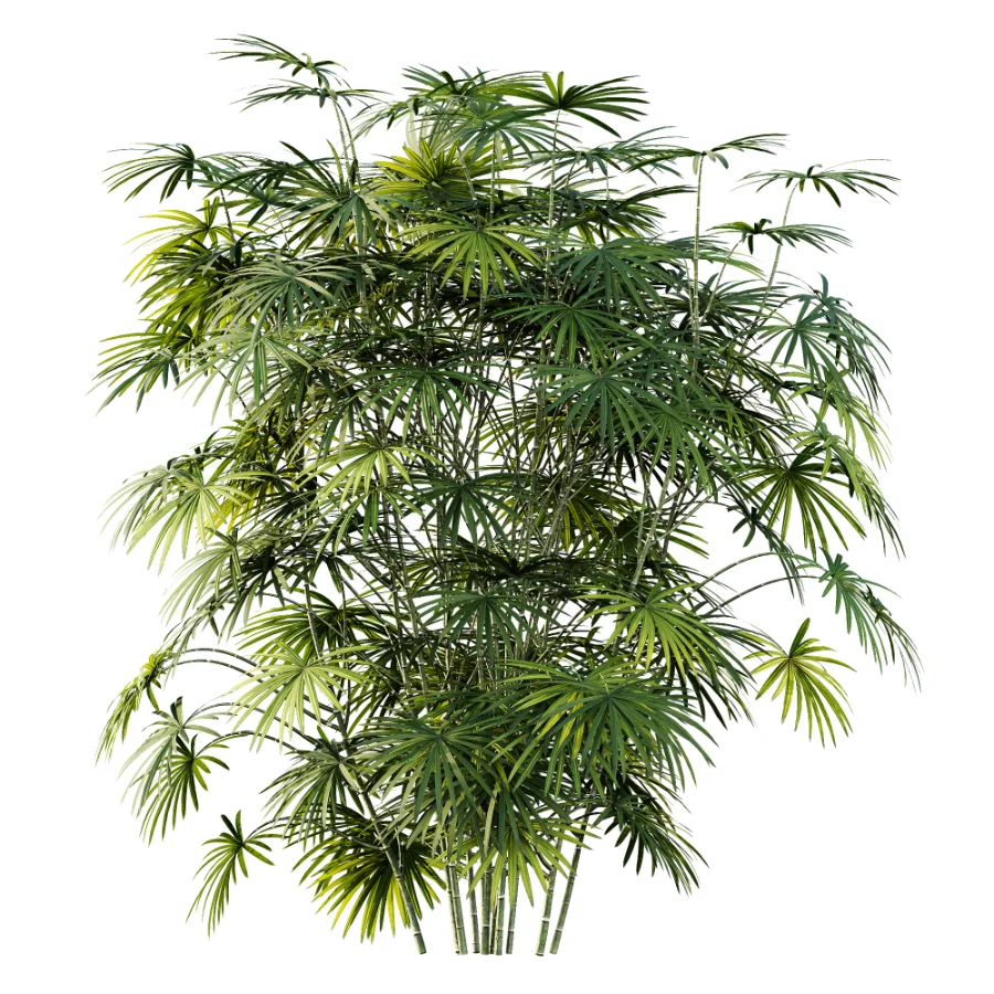 AV Plant Rhapis Excelsa Palm Bush 01 Image 3