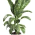 indoor plant 063 - Thumbnail 4