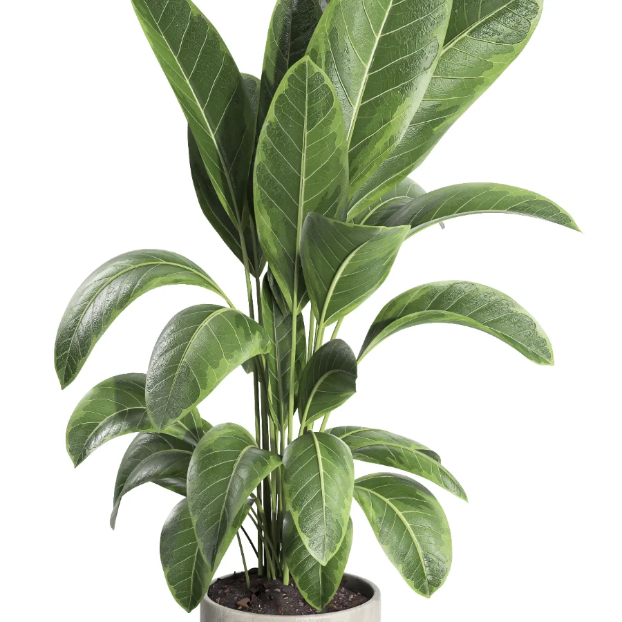 indoor plant 063 Image 4