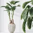 AV Indoor Plants Set 472 Yucca Elephantipes and Chemlali Olive and Cunjevoi Alocasia and Schefflera Arboricola and Ficus macrocarpa - Thumbnail 2