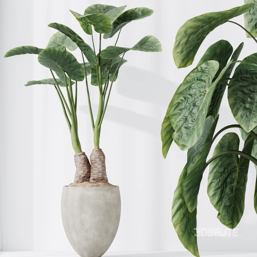 AV Indoor Plants Set 472 Yucca Elephantipes and Chemlali Olive and Cunjevoi Alocasia and Schefflera Arboricola and Ficus macrocarpa Image 2
