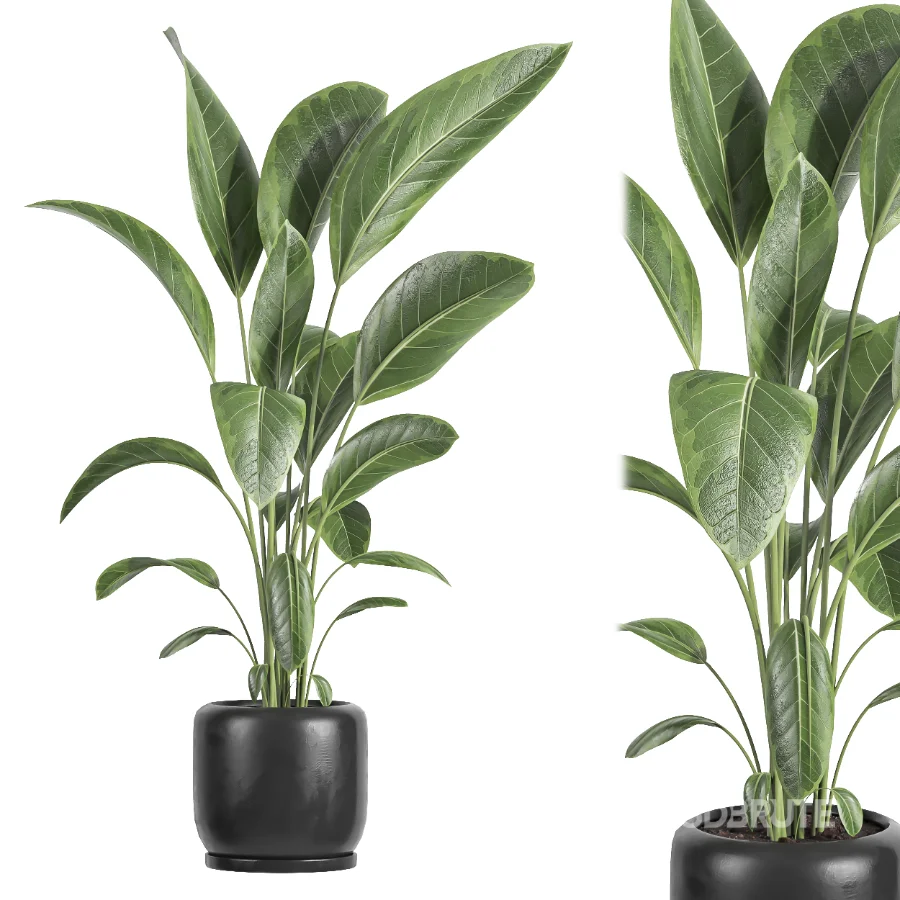 indoor plant 082 Image 2