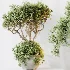 AV Indoor Plants Set 483 Zamiifolia Olive ParadiseBird Orange Tree - Thumbnail 1