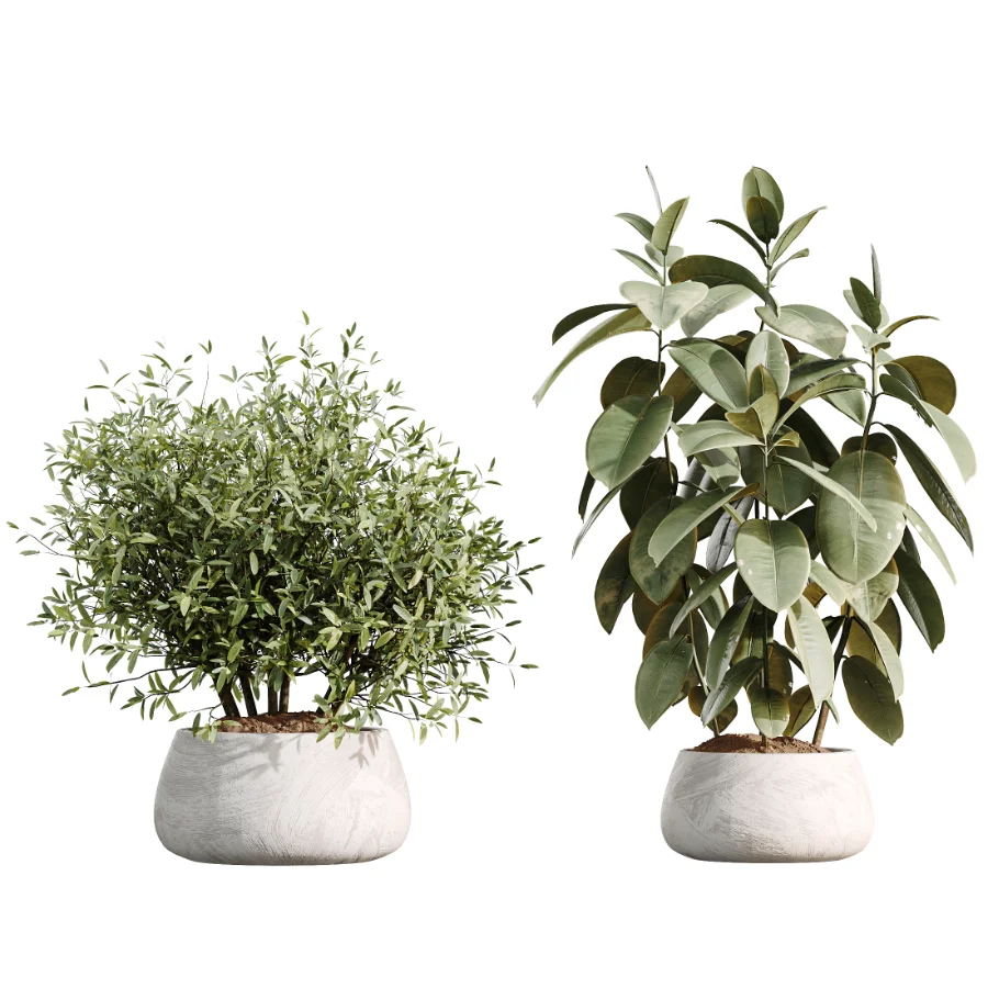 AV Indoor Plants Set 485 Ficus Elastica and Olive Eucalyptus and Yucca Elephantipes and Schefflera Arboricola and Bird Of ParadiseBird Image 6