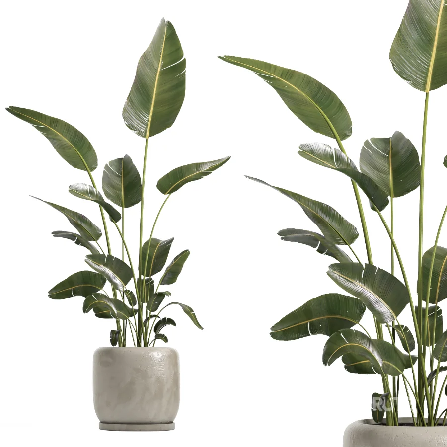 indoor plant 073 Image 3