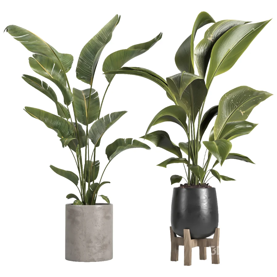 indoor plant 067 Image 2
