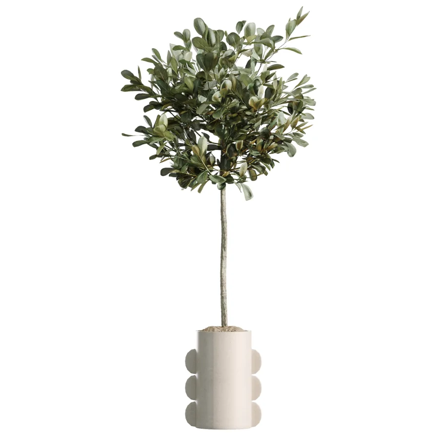 AV Indoor Plants Set 479 Olive Elegant Monstera Ficus Palm Image 2
